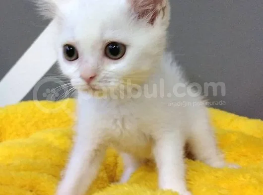 British Shorthair Dişi Ve Erkek Yavrularımız
