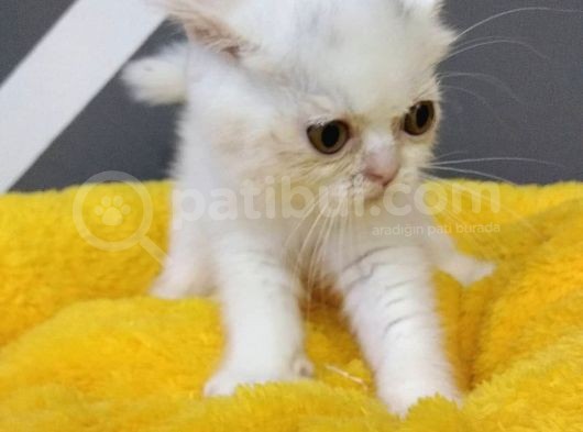 British Shorthair Dişi Ve Erkek Yavrularımız görsel