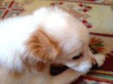 Melez Terrier Gibi