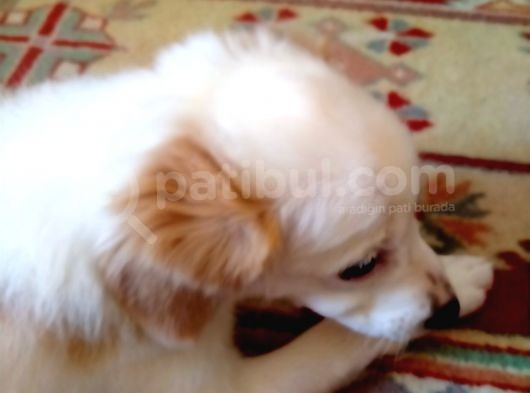 Melez Terrier Gibi görsel