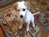 Melez Terrier Gibi