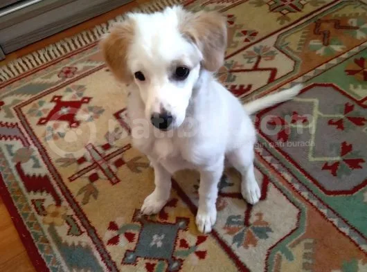 Melez Terrier Gibi