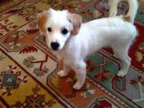 Melez Terrier Gibi