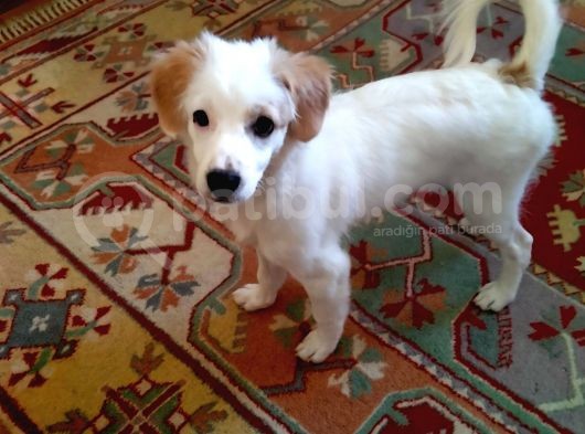 Melez Terrier Gibi görsel