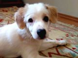 Melez Terrier Gibi