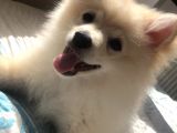 Prens Yavru Pomeranian