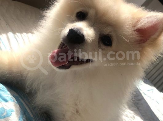 Prens Yavru Pomeranian görsel