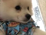 Prens Yavru Pomeranian