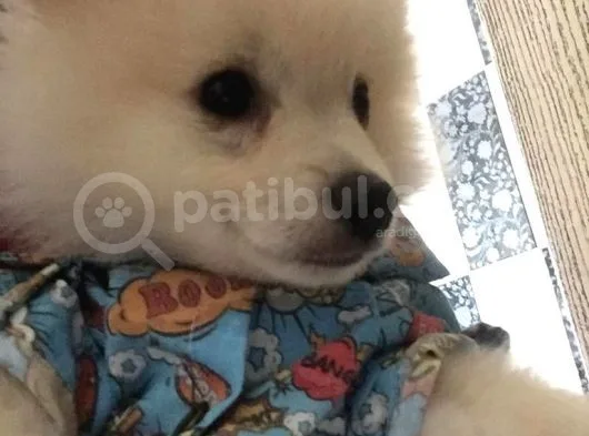 Prens Yavru Pomeranian