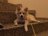 Prens Yavru Pomeranian