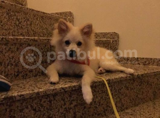 Prens Yavru Pomeranian görsel