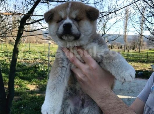 Aşı Uygulamaları Yapılı Akita İnu Yavruları görsel