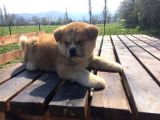 Aşı Uygulamaları Yapılı Akita İnu Yavruları