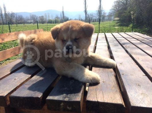 Aşı Uygulamaları Yapılı Akita İnu Yavruları görsel