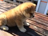 Aşı Uygulamaları Yapılı Akita İnu Yavruları