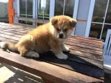 Aşı Uygulamaları Yapılı Akita İnu Yavruları