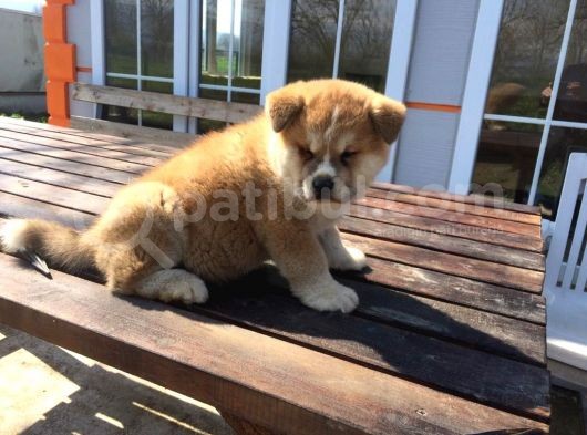 Aşı Uygulamaları Yapılı Akita İnu Yavruları görsel