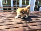 Aşı Uygulamaları Yapılı Akita İnu Yavruları