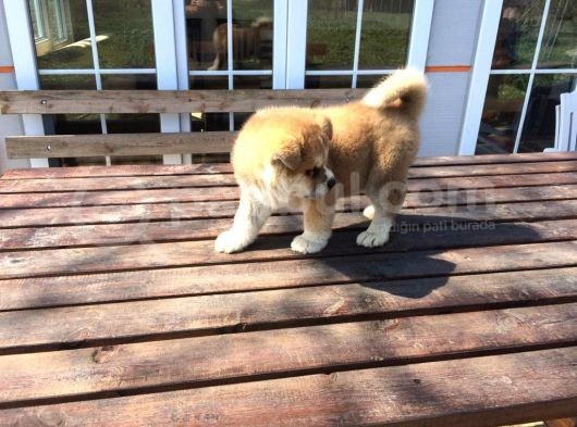 Aşı Uygulamaları Yapılı Akita İnu Yavruları görsel