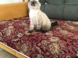 Blue Point Ve Tiger Tabby British Shorthair Yavrular