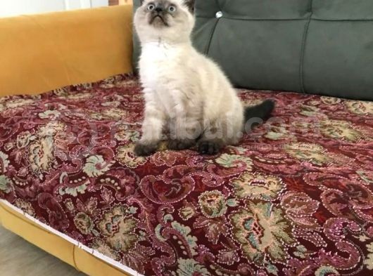 Blue Point Ve Tiger Tabby British Shorthair Yavrular görsel
