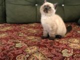 Blue Point Ve Tiger Tabby British Shorthair Yavrular