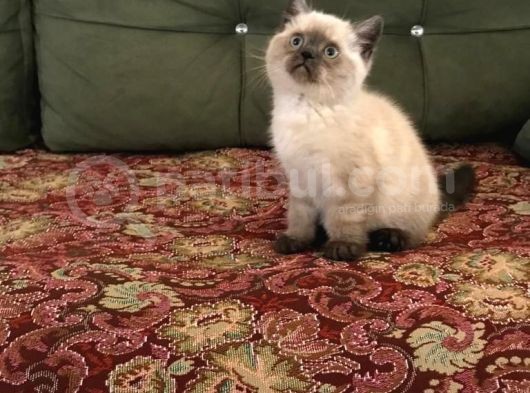 Blue Point Ve Tiger Tabby British Shorthair Yavrular görsel