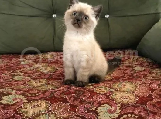 Blue Point Ve Tiger Tabby British Shorthair Yavrular
