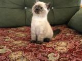 Blue Point Ve Tiger Tabby British Shorthair Yavrular