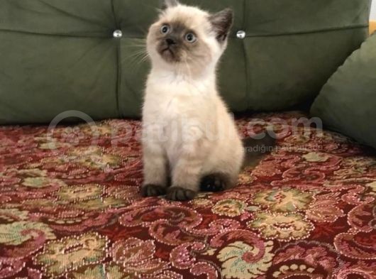 Blue Point Ve Tiger Tabby British Shorthair Yavrular görsel