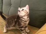 Blue Point Ve Tiger Tabby British Shorthair Yavrular