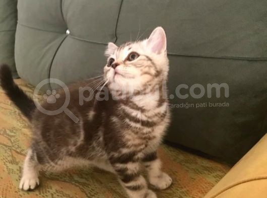 Blue Point Ve Tiger Tabby British Shorthair Yavrular görsel