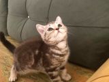 Blue Point Ve Tiger Tabby British Shorthair Yavrular
