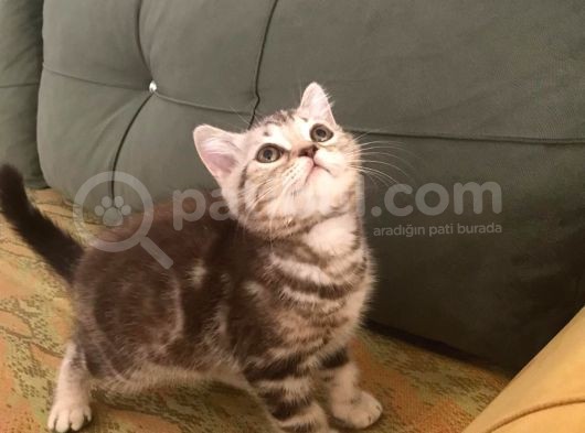 Blue Point Ve Tiger Tabby British Shorthair Yavrular görsel