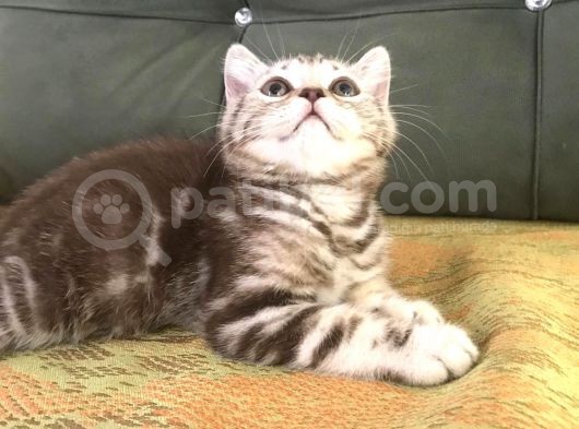 Blue Point Ve Tiger Tabby British Shorthair Yavrular görsel