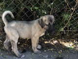 Kangal Yavruları