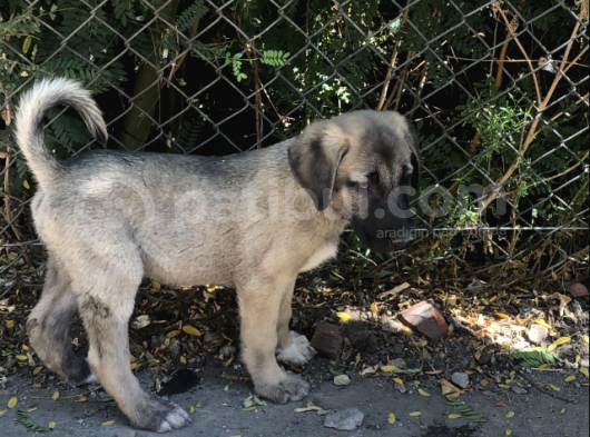 Kangal Yavruları görsel