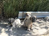 Kangal Yavruları