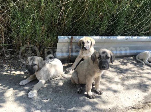 Kangal Yavruları