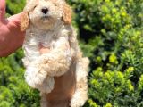 Kusursuz Apri̇cot Toy Poodle Yavrularimiz