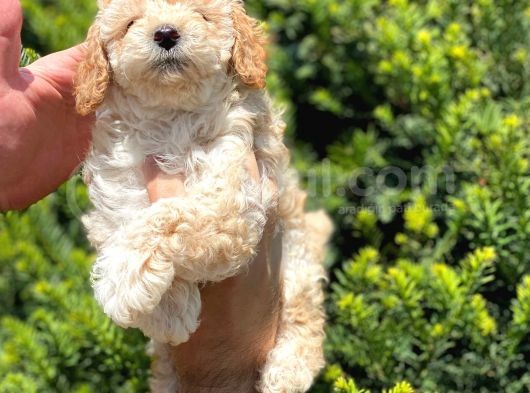 Kusursuz Apri̇cot Toy Poodle Yavrularimiz görsel