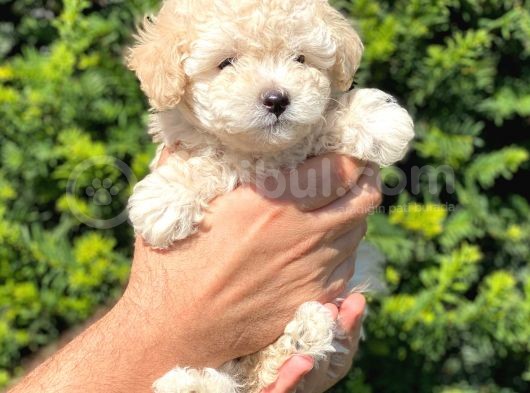 Sevimli Apricot Toy Poodle Yavrularımız görsel