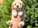 Kusursuz Apri̇cot Toy Poodle Yavrularimiz