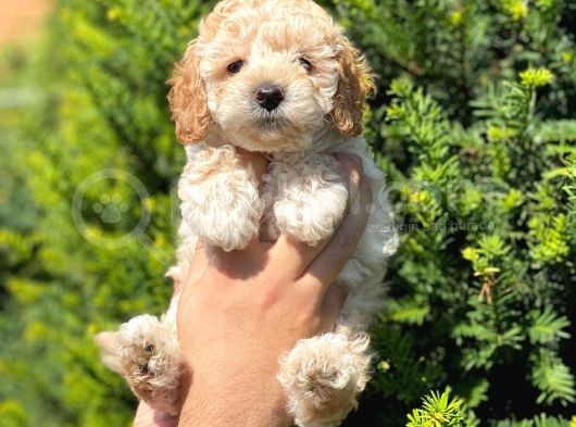 Kusursuz Apri̇cot Toy Poodle Yavrularimiz görsel