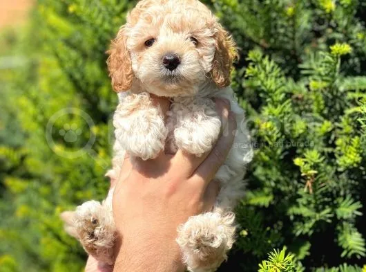 Kusursuz Apri̇cot Toy Poodle Yavrularimiz