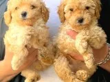 SAFKAN APRİCOT TOY POODLE YAVRULARIMIZ