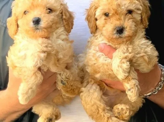 Safkan Apri̇cot Toy Poodle Yavrularimiz