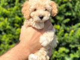Irk Ve Sağlık Garantili Apricot Toy Poodle Bebekler