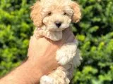 Irk ve Sağlık Garantili Apricot Toy Poodle Bebekler
