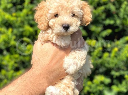 Irk Ve Sağlık Garantili Apricot Toy Poodle Bebekler görsel